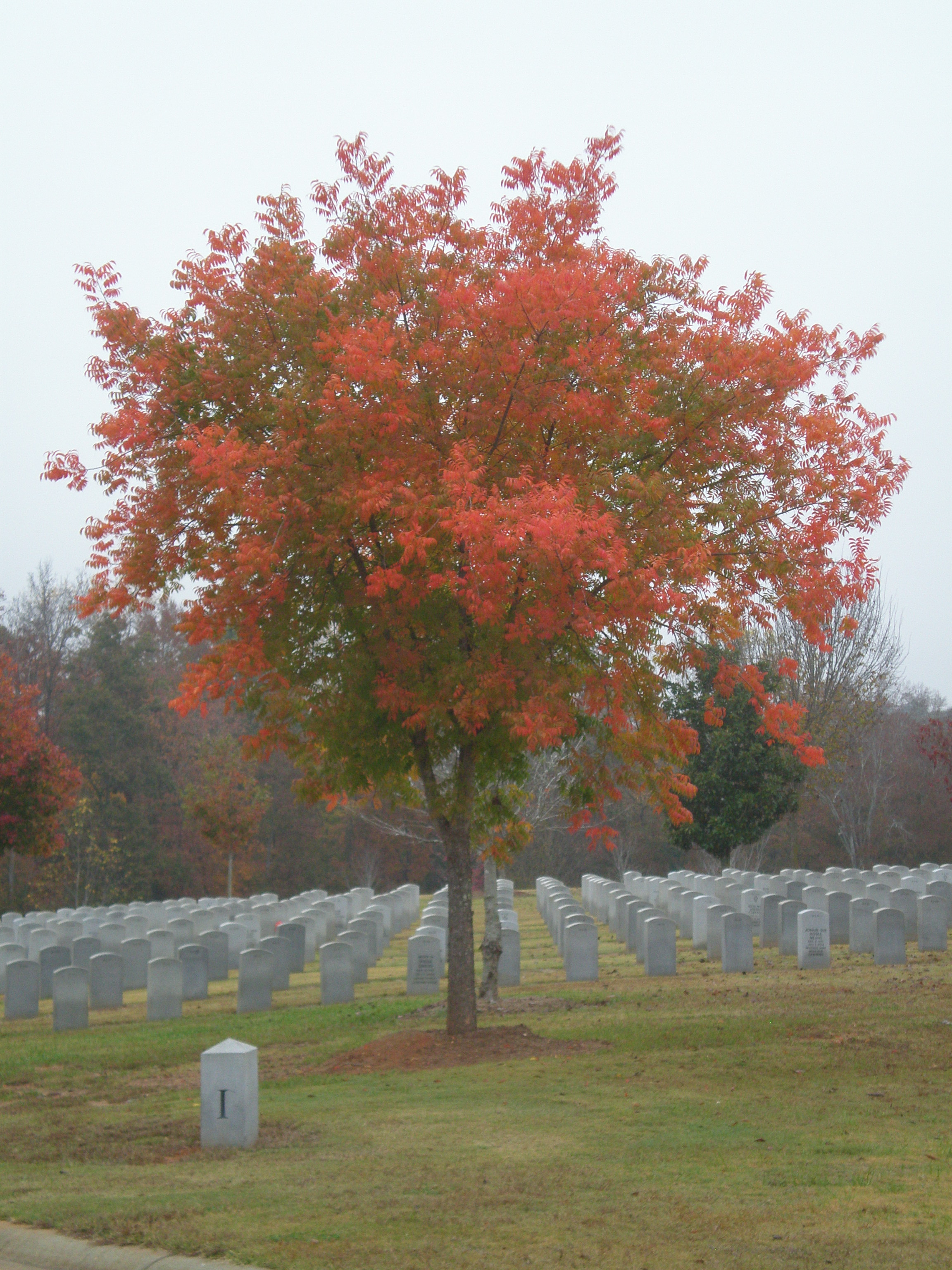 Red Tree